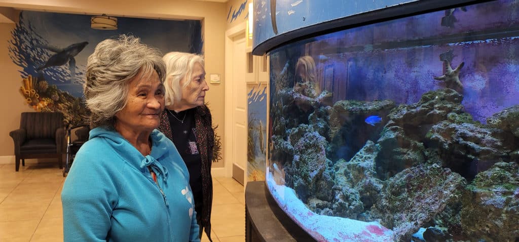 Sarasota Gallery Aquarium Residents 2